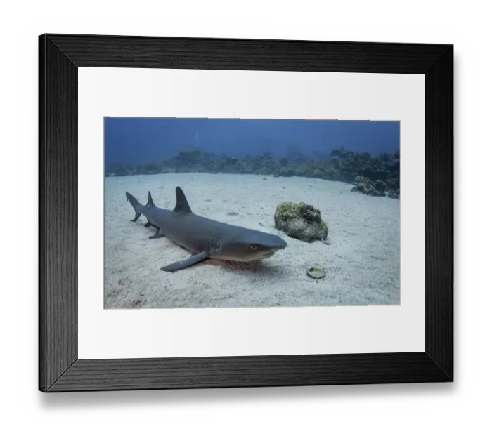 Framed Print : Resting Whitetip Framed Print : Resting Whitetip