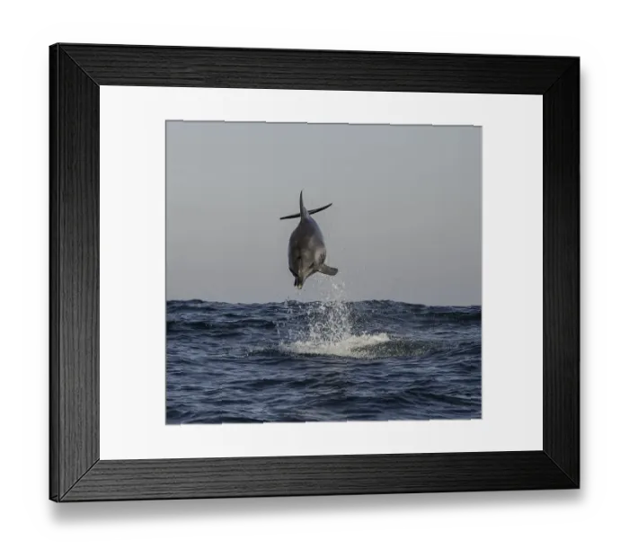 Framed Print : Bottle Nosed In Flight Framed Print : Bottle Nosed In Flight
