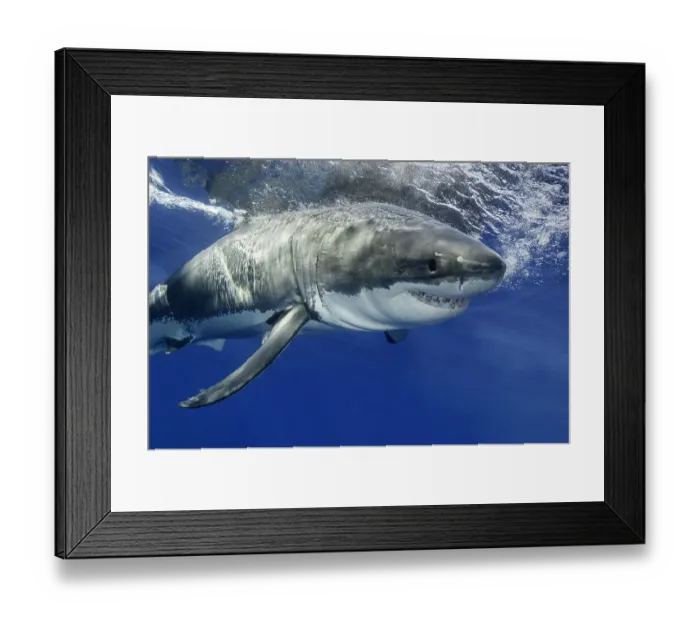 Framed Print : Torpedo. White shark moving aggressively towards bait