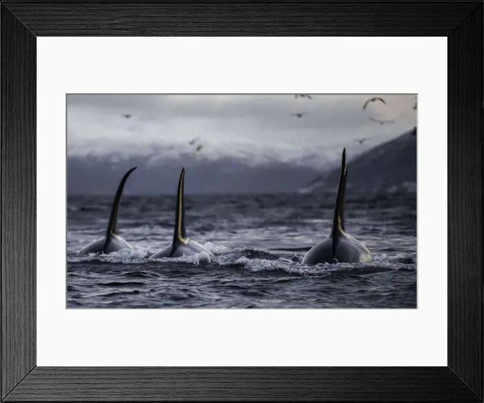Framed Print : Three Boys Framed Print : Three Boys