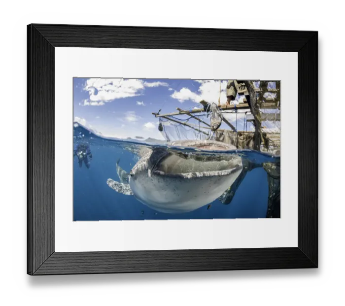 Framed Print : Whale shark at the surface Framed Print : Whale shark at the surface