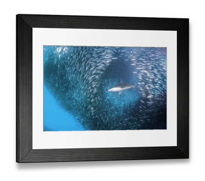 Framed Print : Hole through the baitball Framed Print : Hole through the baitball