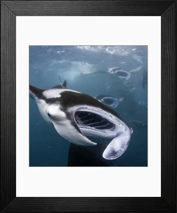Framed Print : MOUTHS. Feeding giant manta rays.Hanifaru BayBaa Atoll area, MALDIVES Framed Print : MOUTHS. Feeding giant manta rays.Hanifaru BayBaa Atoll area, MALDIVES