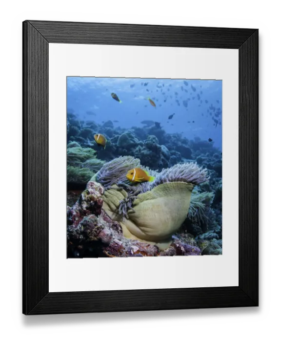 Framed Print : Clown Fish And Anemone Framed Print : Clown Fish And Anemone