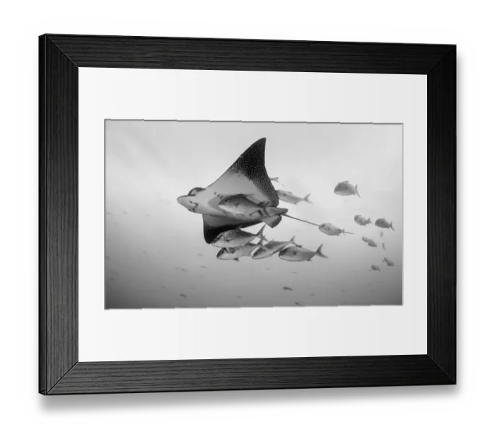 Framed Print : Eagle Ray And Jacks Framed Print : Eagle Ray And Jacks