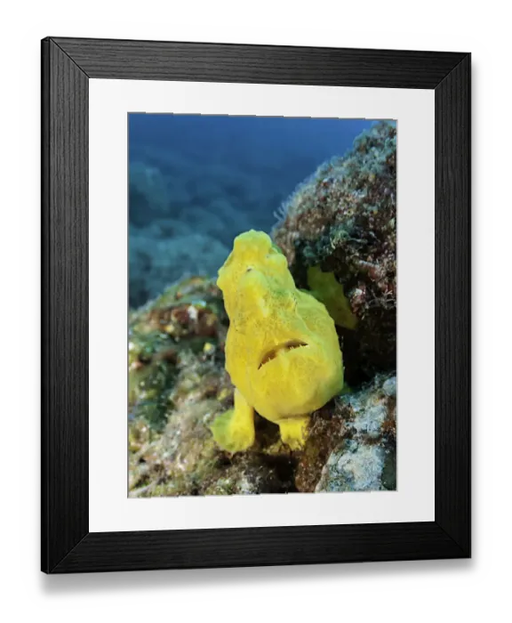 Framed Print : coiba national park Framed Print : coiba national park