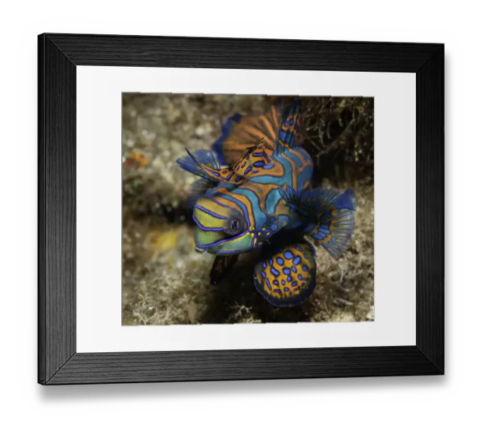 Framed Print : Mandarin Fish Framed Print : Mandarin Fish