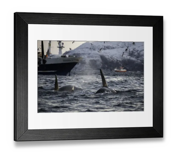 Framed Print : On The Way To Feed