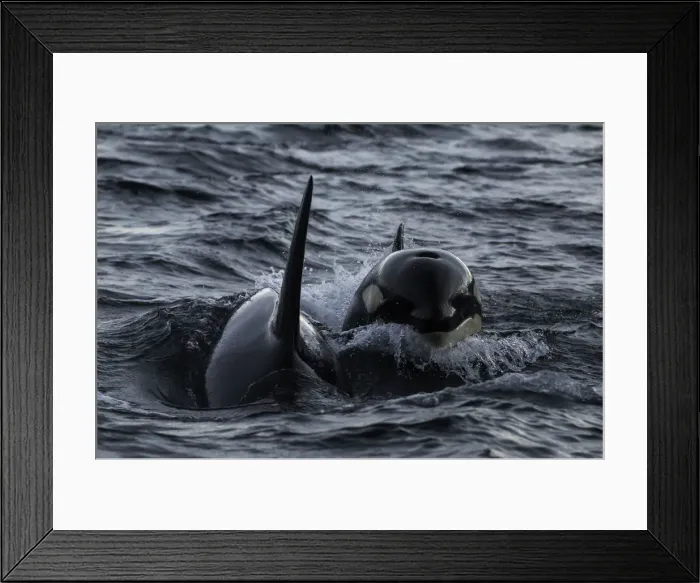 Framed Print : Surfing The waves Framed Print : Surfing The waves