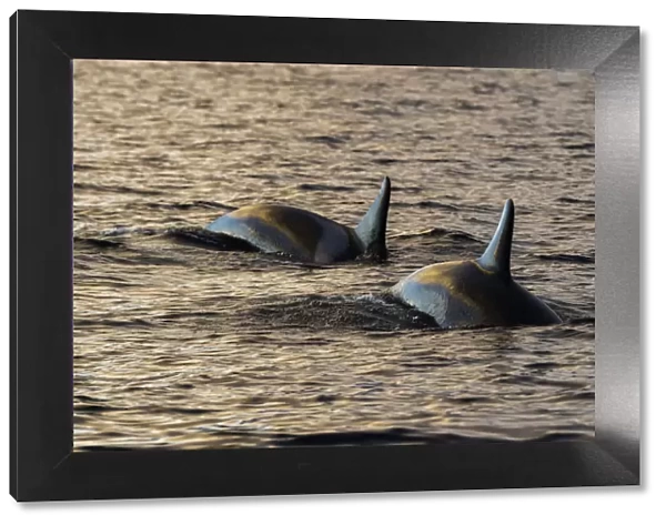 Orcas in the morning light