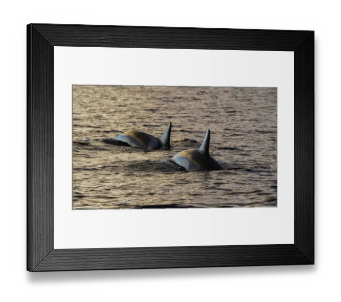 Framed Print : Orcas in the morning light Framed Print : Orcas in the morning light