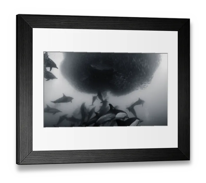 Framed Print : Many Dolphins Working Framed Print : Many Dolphins Working