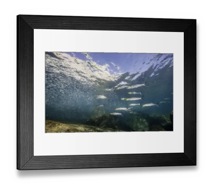 Framed Print : Hunting School Framed Print : Hunting School
