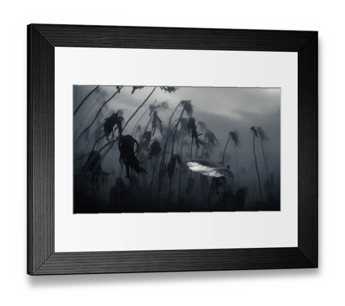 Framed Print : Glowing Underside