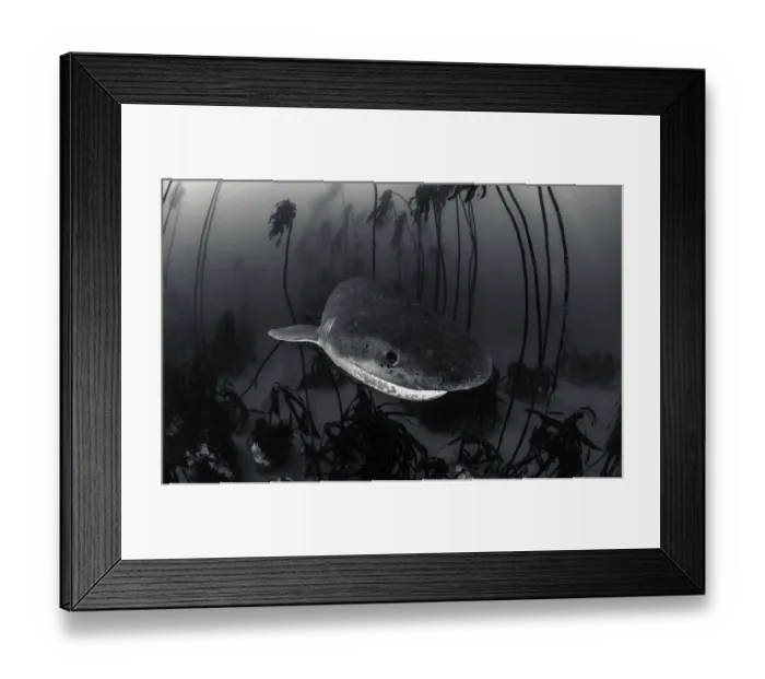 Framed Print : Cheeky View Framed Print : Cheeky View