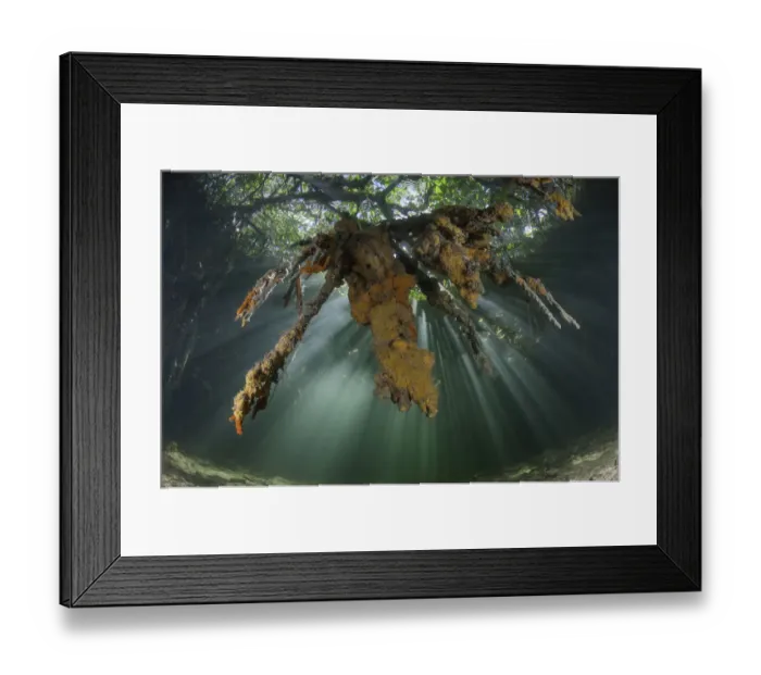 Framed Print : Mangrove soft corals Framed Print : Mangrove soft corals