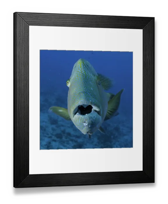 Framed Print : LIPS. Curious napoleon wrasse, Blue Corner Palau Framed Print : LIPS. Curious napoleon wrasse, Blue Corner Palau