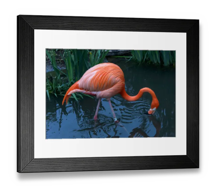 Framed Print : Crimson wing