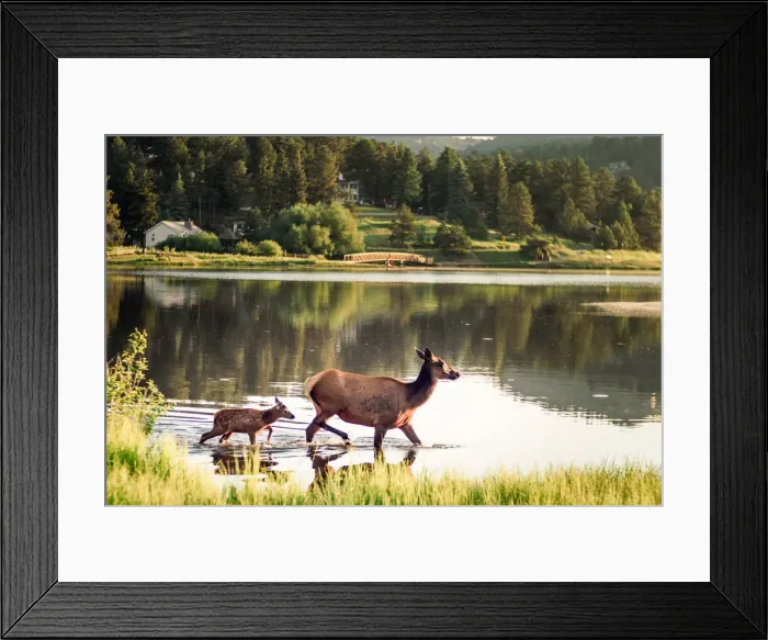 Framed Print : Elk Crossing Framed Print : Elk Crossing
