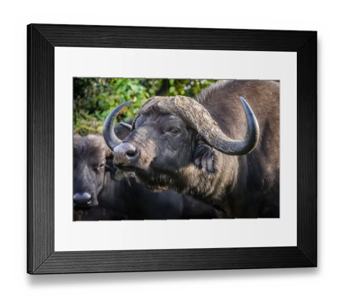 Framed Print : African Buffalo