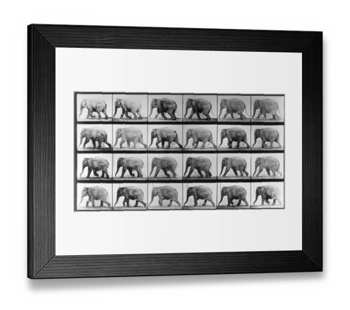 Framed Print : Jumbo Jogger Framed Print : Jumbo Jogger