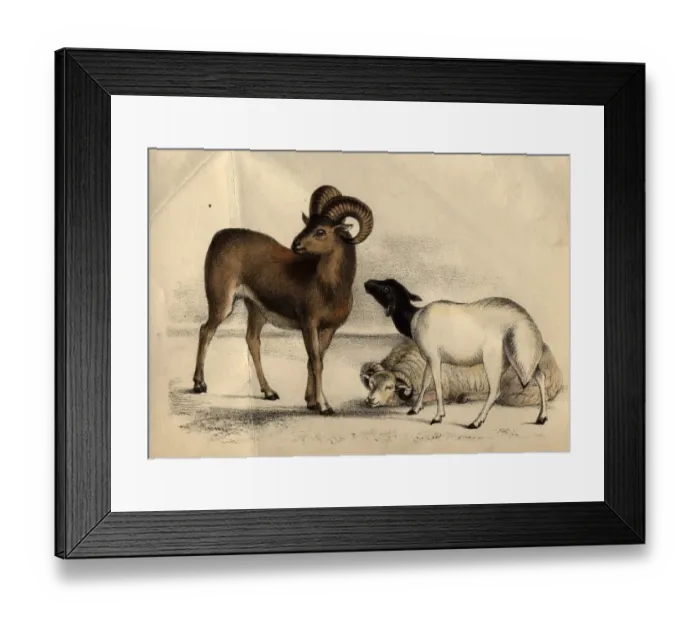 Framed Print : Sheep. circa 1852: Types of sheep. (Photo by Henry Guttmann / Getty Images) Framed Print : Sheep. circa 1852: Types of sheep. (Photo by Henry Guttmann / Getty Images)