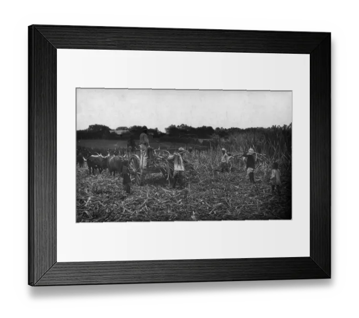 Framed Print : Cane Cutting Framed Print : Cane Cutting