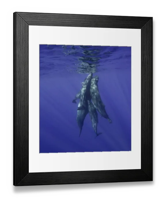 Framed Print : Sperm whales coming to the surface Framed Print : Sperm whales coming to the surface