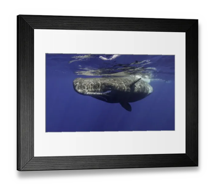 Framed Print : Taking A look At Humans Framed Print : Taking A look At Humans
