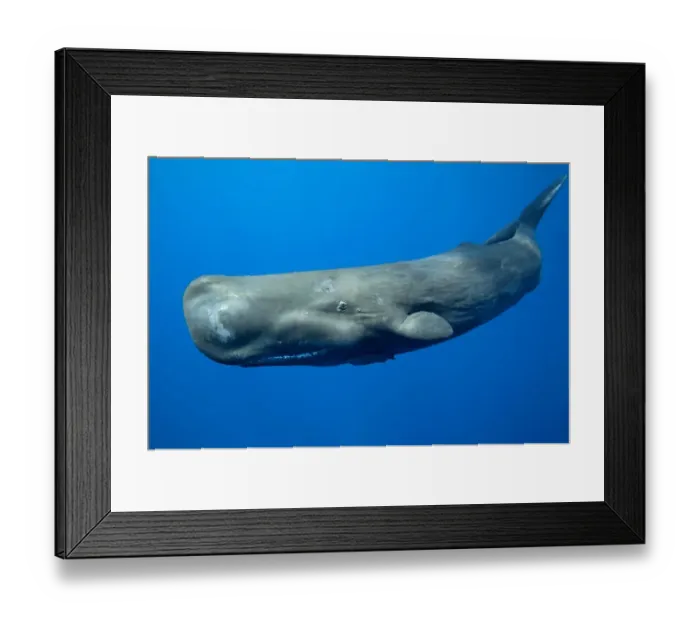 Framed Print : Sperm whale Framed Print : Sperm whale