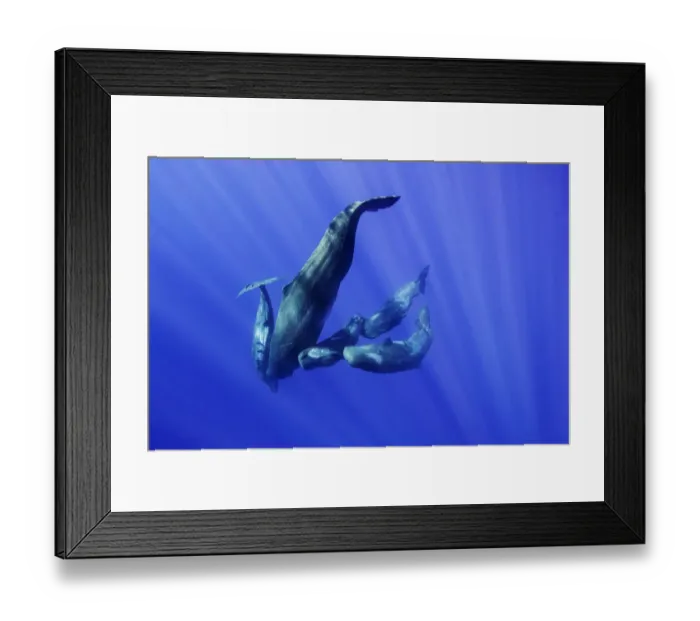 Framed Print : Mother and her calves