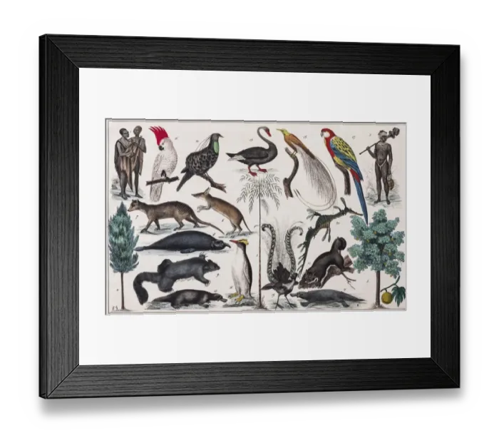 Framed Print : australian, colorized, culture, drawing, drawn, hand-colored, historic, illustrations Framed Print : australian, colorized, culture, drawing, drawn, hand-colored, historic, illustrations