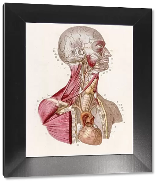 Vascular system anatomy engraving 1886
