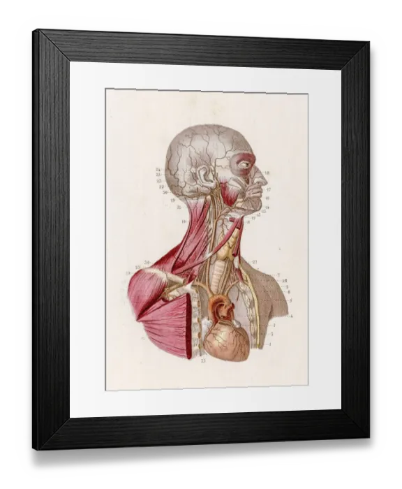 Framed Print : Vascular system anatomy engraving 1886 Framed Print : Vascular system anatomy engraving 1886