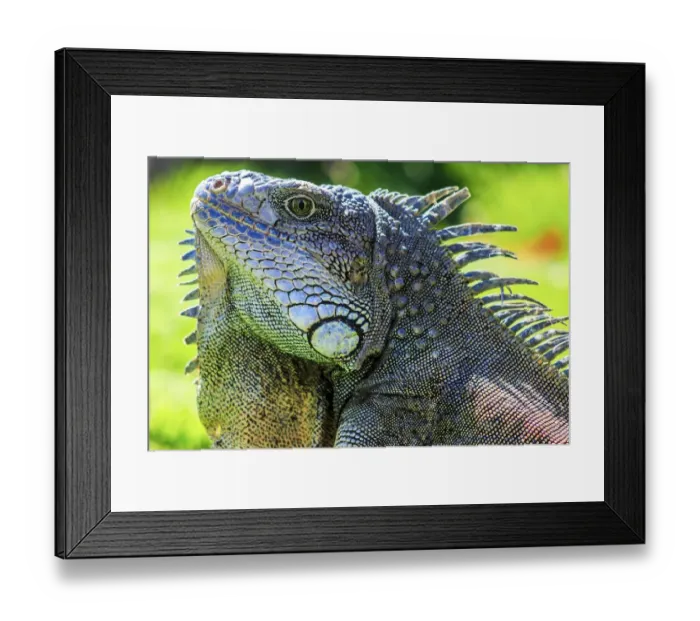 Framed Print : male green iguana iguana Iguana Framed Print : male green iguana iguana Iguana