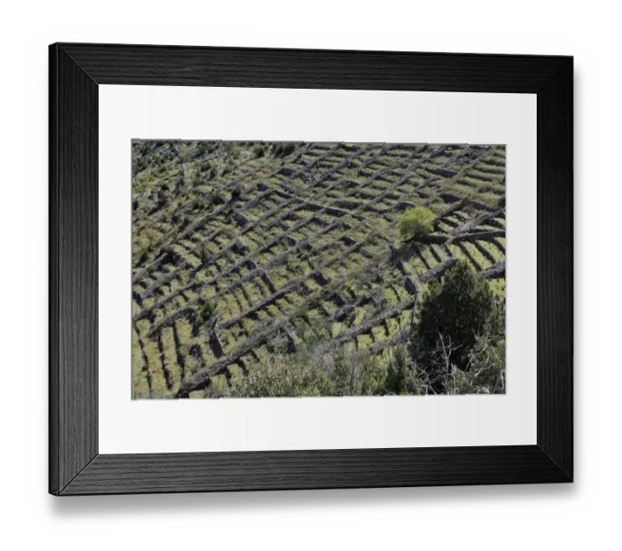 Framed Print : acre, acreage, acres, agrarian, agricultural, agriculturally, agriculture, angustifolia