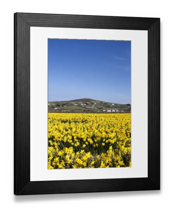 Framed Print : Cornwall in Bloom Framed Print : Cornwall in Bloom