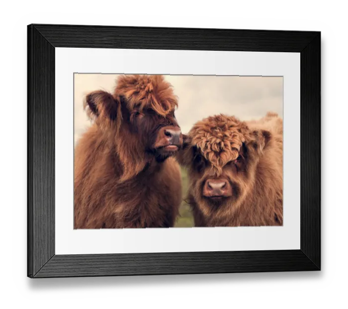 Framed Print : Rare furry cattle Framed Print : Rare furry cattle