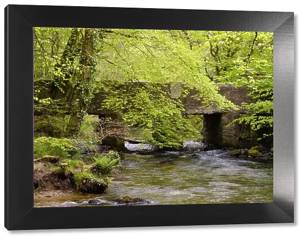 bridge, british, cornwall, creek, deciduous forest, english, forest brook, out, spring
