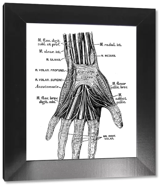 Human anatomy scientific illustrations: hand nerves