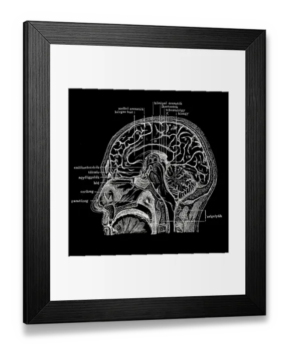 Framed Print : Human head section Framed Print : Human head section