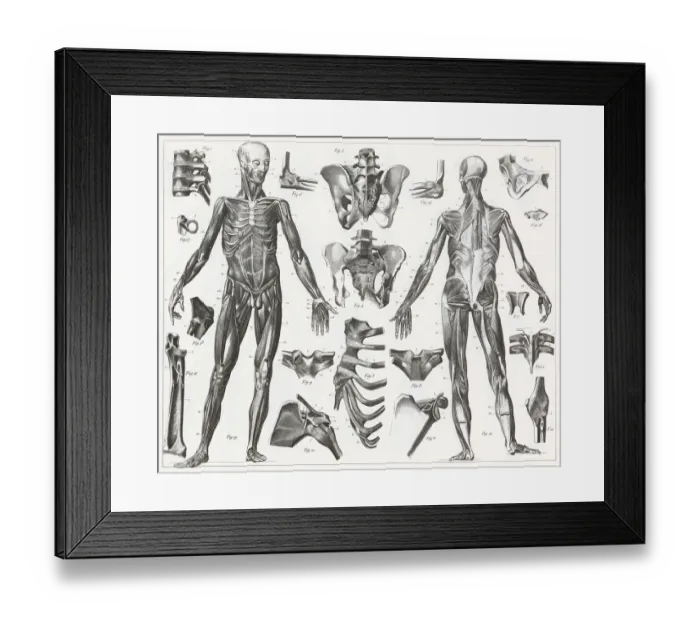 Framed Print : Human Muscles and Ligaments Engraving Framed Print : Human Muscles and Ligaments Engraving