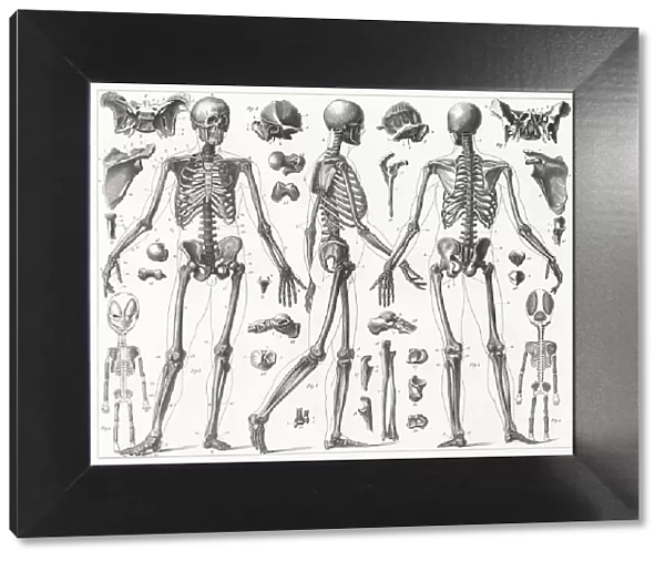 Human Skeleton Engraving