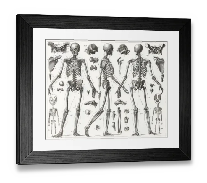 Framed Print : Human Skeleton Engraving Framed Print : Human Skeleton Engraving