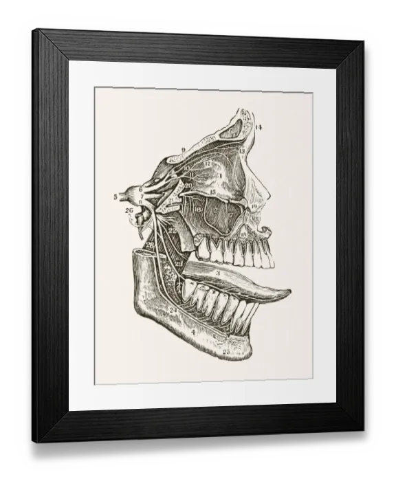 Framed Print : Facial Nerves 19 century medical illustration Framed Print : Facial Nerves 19 century medical illustration