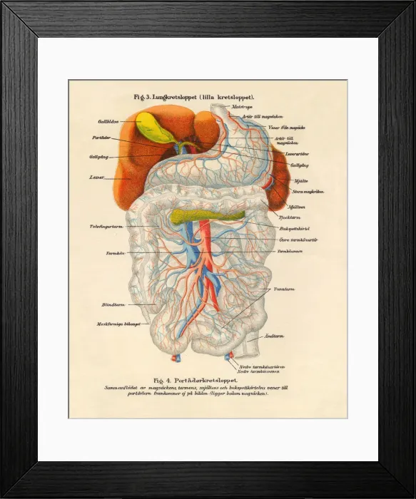 Framed Print : 1851 Illustration of the Nervous and Bloodflow System Framed Print : 1851 Illustration of the Nervous and Bloodflow System