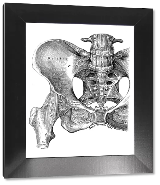 Human anatomy scientific illustrations: hip bone ligaments and joint
