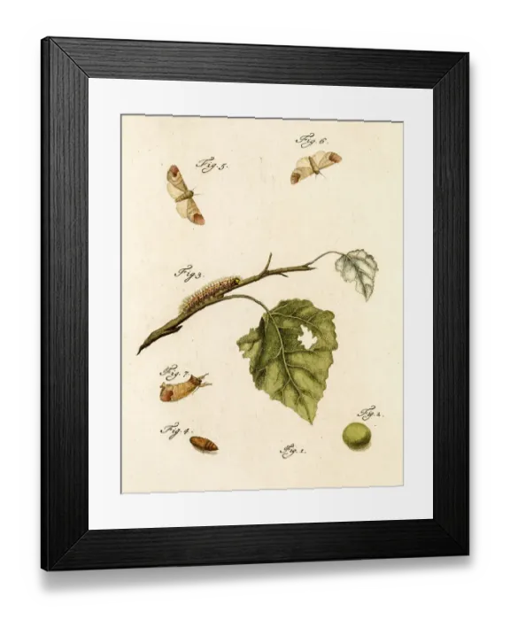 Framed Print : Metamorphosis, 19 century science illustration Framed Print : Metamorphosis, 19 century science illustration