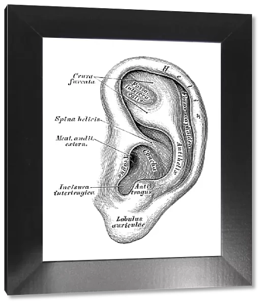 Human anatomy scientific illustrations: Ear and Auditory system