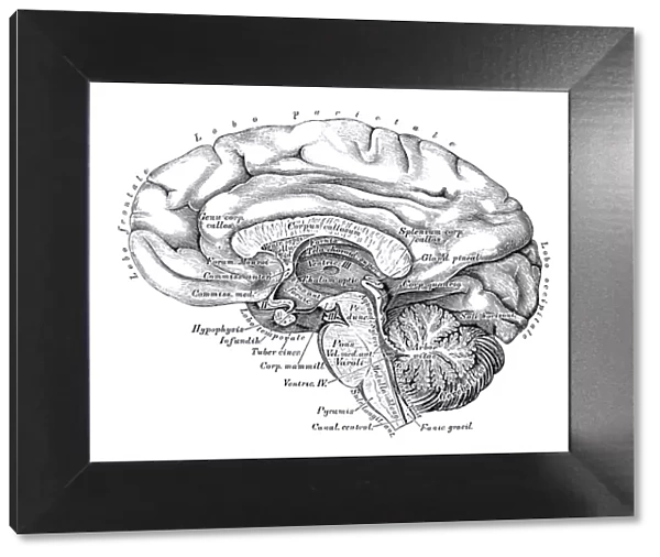 Human anatomy scientific illustrations: Brain side view